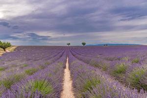 flores de lavanda campo floreciente, árboles solitarios cuesta arriba al atardecer. Valensole, Provenza, Francia, Europa. hermoso paisaje de puesta de sol, campo de lavanda, cielo de puesta de sol, colores pastel suaves, inspiración brillante foto