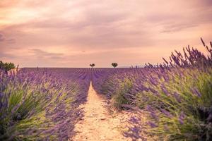 Lavender bushes closeup on evening light. Purple flowers of lavender. Provence region of France. Lavender bushes closeup sunset. Purple bushes of lavender in the garden. Closeup summer nature photo