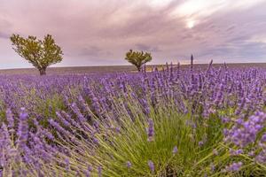 primer plano de arbustos de lavanda en la luz del atardecer. flores moradas de lavanda. Provenza región de Francia. arbustos de lavanda closeup puesta de sol. arbustos morados de lavanda en el jardín. primer plano verano naturaleza foto