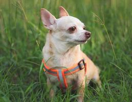 happy and healthy chihuahua dog sitting in meadow, looking away. photo