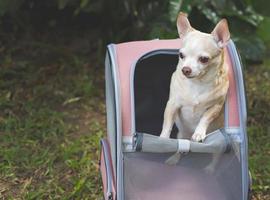 brown short hair chihuahua dog standing  in pet carrier backpack with opened windows outdoor in the garden,  looking away. photo