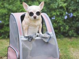 Perro chihuahua de pelo corto marrón con gafas de sol de pie en una mochila de transporte de mascotas con ventanas abiertas, mirando a la cámara. foto