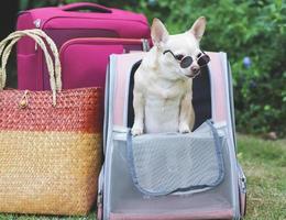 Perro chihuahua de pelo corto marrón con gafas de sol de pie en una mochila para mascotas sobre hierba verde con accesorios de viaje, equipaje rosa y bolsa tejida. foto