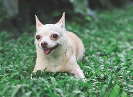 cute brown short hair chihuahua dog lying down on green grass in the garden, smiling happily. photo