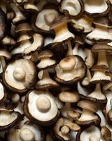 Fresh Mushrooms in Garden photo