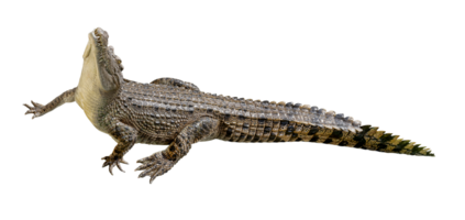 crocodilo siamês ou crocodylus siamensis png