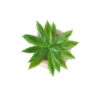 Houseplant in pot cutout, Png file