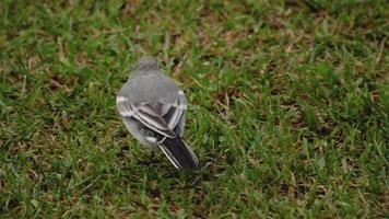 Wagtail bird Motacilla alba feeding on grass field video