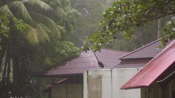 bungalow in de regen Woud Aan een koh miang eiland, gedurende een tropisch stortbui, similan eilanden video