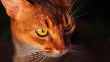 abessijn kat portret Aan een loggia in de stralen van de instelling zon video