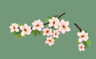 Realistic sakura  japan cherry branch, Pink sakura flower background. Watercolor cherry. vector illustration.