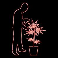 Neon man caring for marijuana plant in pot Water spraying using hand sprinkler Watering Gardening harvesting concept at home red color vector illustration image flat style