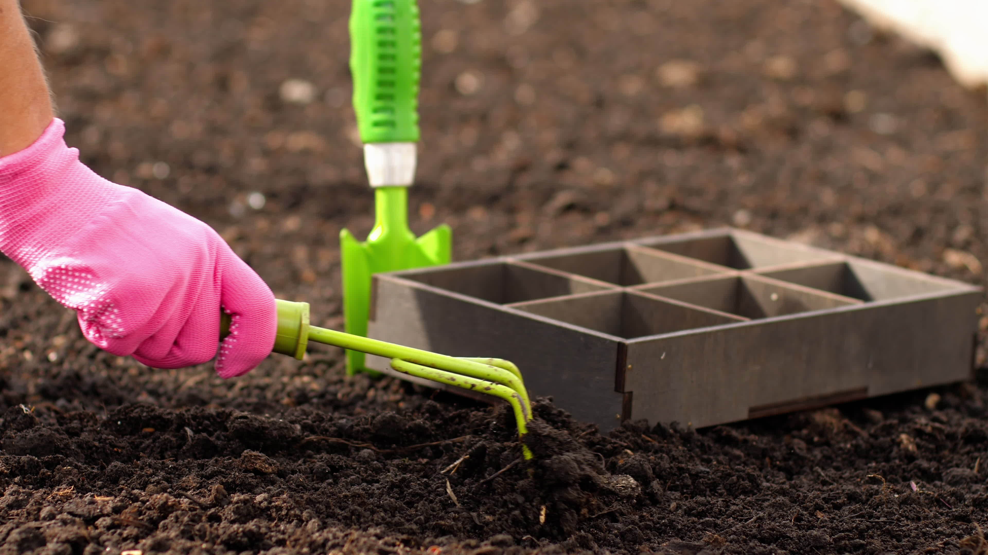 Growing beans and peas. Soil and seeds. Seedlings of vegetables