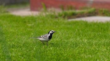 oiseau de bergeronnette à la recherche de nourriture dans l'herbe verte. bergeronnettes genre d'oiseaux chanteurs de la famille des bergeronnettes printanières video