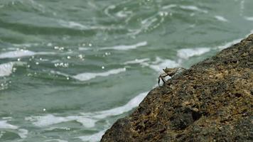 krab zit Aan een steen Aan de oceaan. tropisch vakantie en reizen concept. aan het wachten voor de borders naar Open video