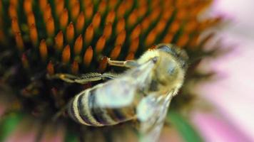 Close up shot of wild honeybee collecting pollen of flower during sunny day video