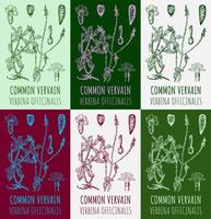 Set of vector drawings COMMON VERVAIN in different colors. Hand drawn illustration. Latin name VERBENA OFFICINALIS.