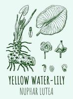 Vector drawings of YELLOW WATER-LILY. Hand drawn illustration. Latin name NUPHAR LUTEA .