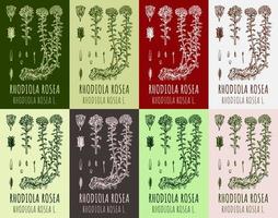 Set of vector drawings Rhodiola rosea in different colors. Hand drawn illustration. Latin name RHODIOLA ROSEA L.