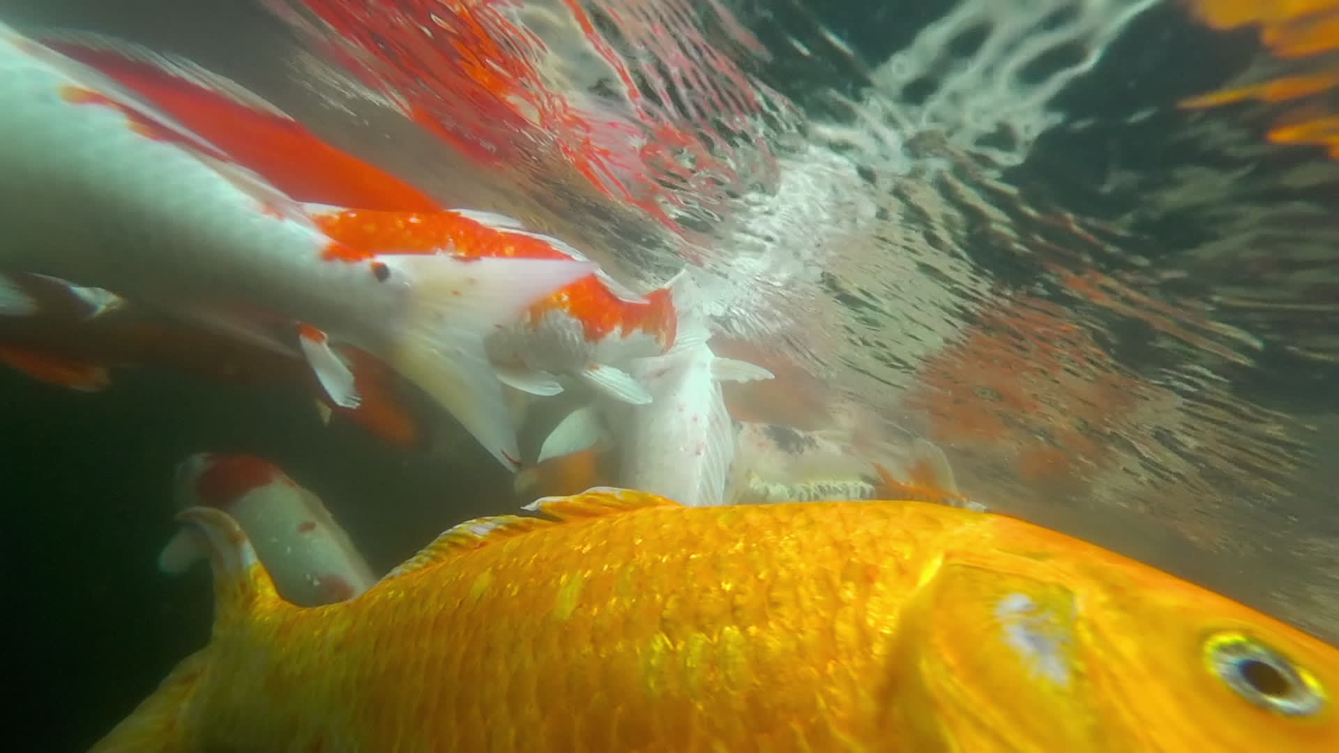 Koi in fish pond underwater. Koi nishikigoi, are colored form of Amur