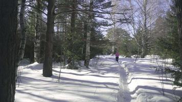 anziano donna escursioni a piedi nel inverno foresta. inverno sport nordico a passeggio. video