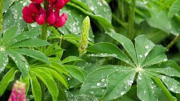 Red lupine flowers and leaves with raindrops, slow motions, Lupinus Wolfish video