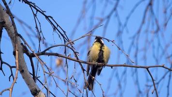 Great titmouse sitting on a birch branch video