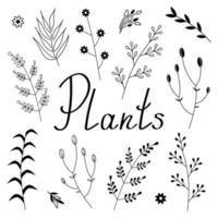 Floral set of branches and twigs with leaves. Vector illustration of hand drawn plant elements and flowers on white background.