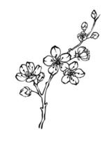 Hand drawn cherry blossom branch outline monochrome vector illustration