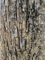 surface of an old tree trunk. side view of an tree trunk texture. photo