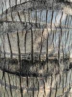 surface of a coconut tree trunk. side view coconut tree trunk texture. photo