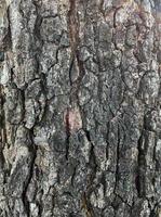 surface of an old tree trunk. side view of an tree trunk texture. photo