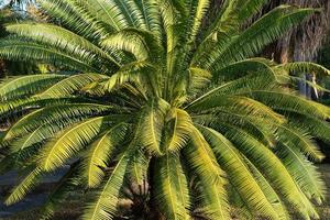 palmera verde con hojas largas. palma de sagú foto