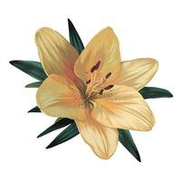 yellow lily flower isolated on white background. realistic vector graphics