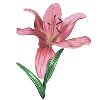 pink lily flower isolated on white background. green leaves, buds, pink flowers. realistic vector graphics