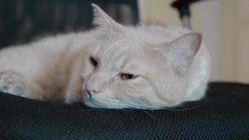 photo d'un chat brun mignon qui fait la sieste allongé sur une chaise video