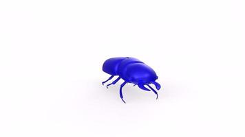 bug isolated on white video