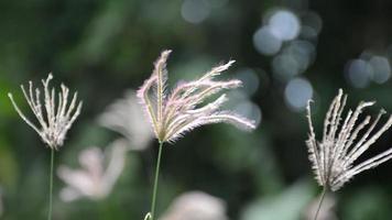 hierba de dedo hinchada en el jardín de la naturaleza video