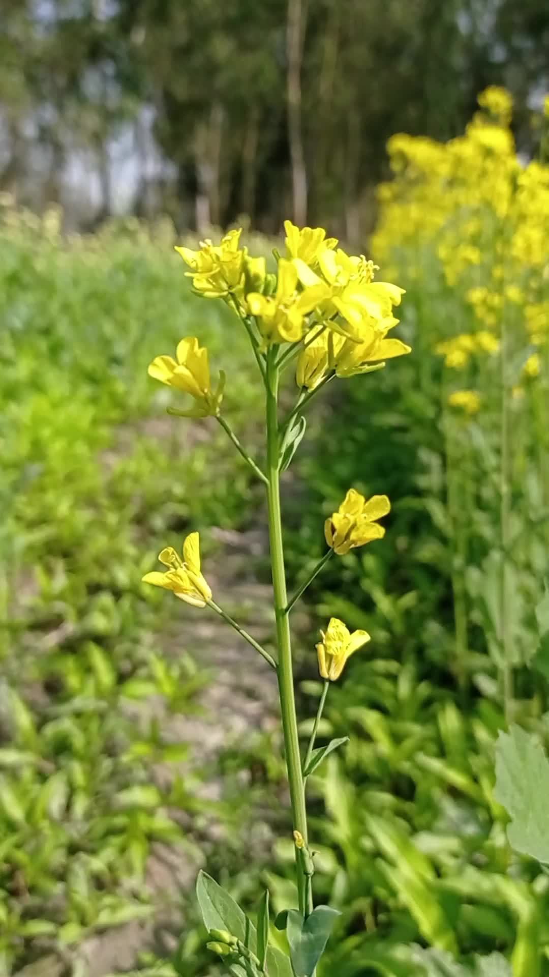 Mustard flower video free download 17202057 Stock Video at Vecteezy