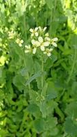 téléchargement gratuit de la vidéo de la fleur de moutarde video