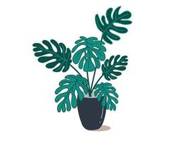 Monstera in a pot. Indoor plant. Doodle and simple vector illustration