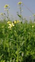 descarga gratuita de video de flor de mostaza