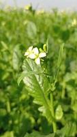 téléchargement gratuit de la vidéo de la fleur de moutarde video