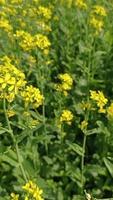 Mustard flower video free download