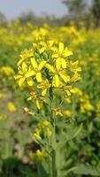 Mustard flower video free download