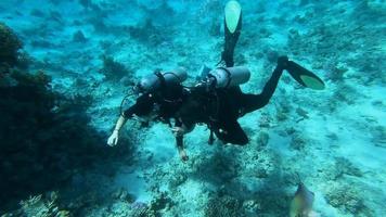 buceo, un hombre buceando a lo largo del fondo marino y arrecifes de coral en el mar rojo. video
