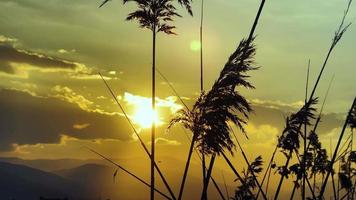 Plant Reeds and Sea in Romantic Beautiful Sunset Light video