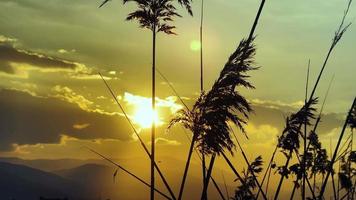 fabriek riet en zee in romantisch mooi zonsondergang licht video