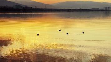 gaviotas de aves en el mar a la luz del atardecer video