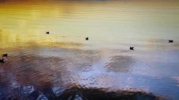 oiseaux mouettes sur la mer à la lumière du coucher du soleil video